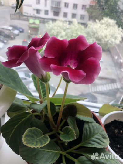 Сортовая глоксиния