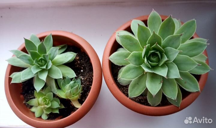 Суккуленты