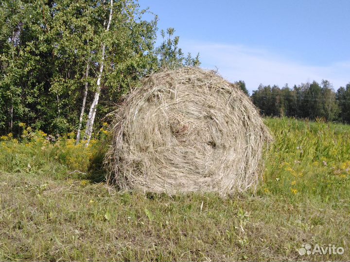 Продаю сено в рулонах