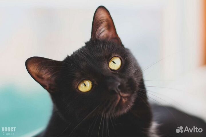 Элегантная кошка Фелиция, 1 год