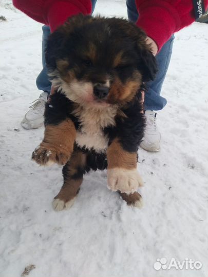 Бернский зенненхунд в добрые руки