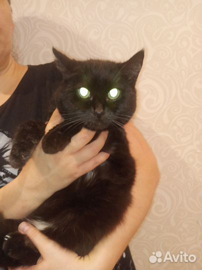 Кошка Муся
