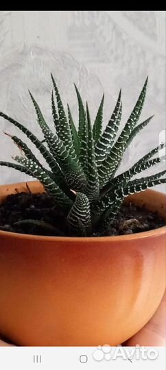 Растения для дома