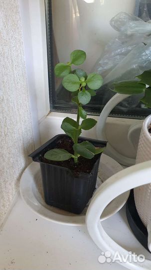 Каланхоэ цветущий