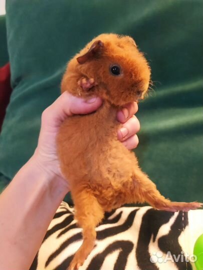 Морские свинки тедди