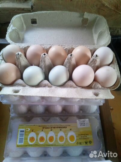 Инкубационное яйцо кур несушек