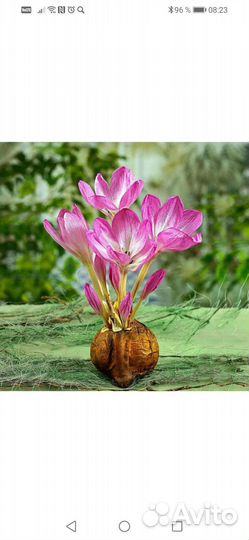 Безвременник