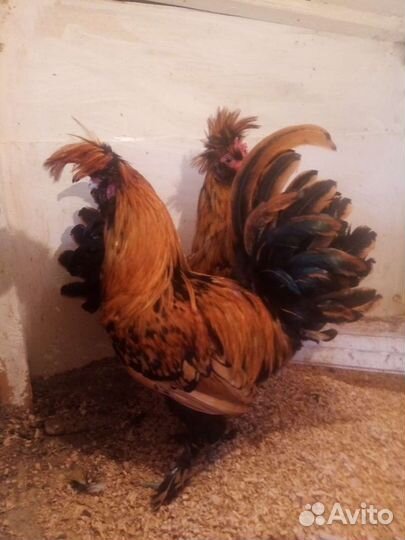 Цыплята Павловское золото и другий