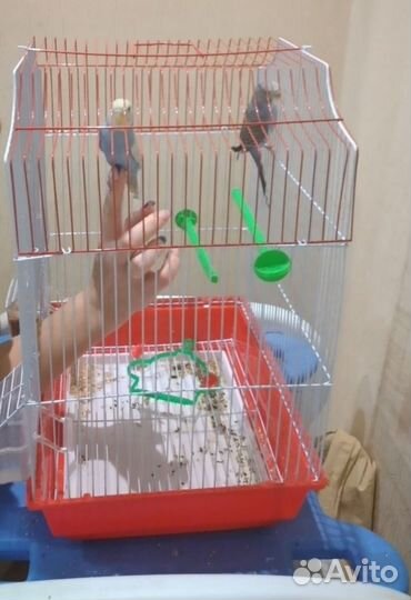 Волнистые попугаи с клеткой