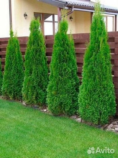 Туя смарагд