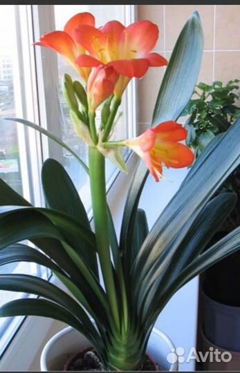 Кливия желтая