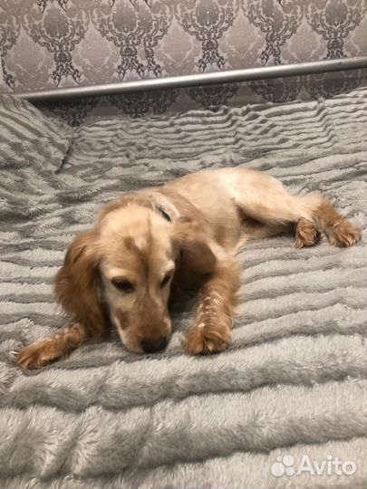 Продам собаку спаниеля