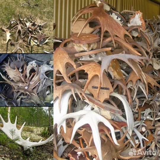 Лосиные рога рога у марала