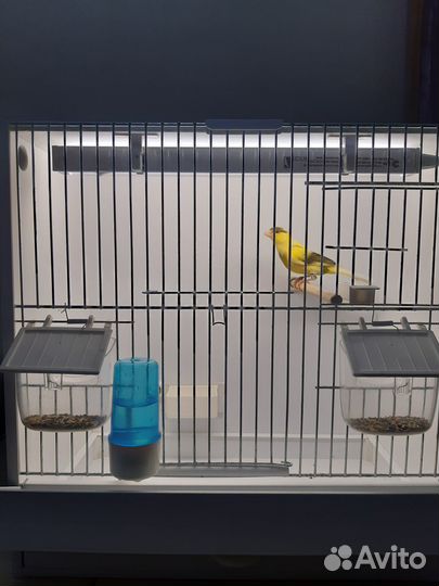 Кенар овсяночного напева с боксом