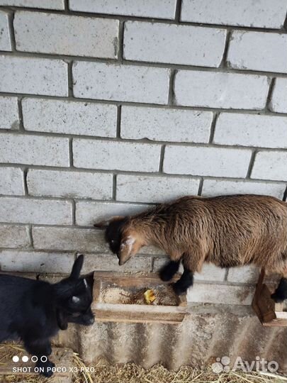 Камерунские козлята