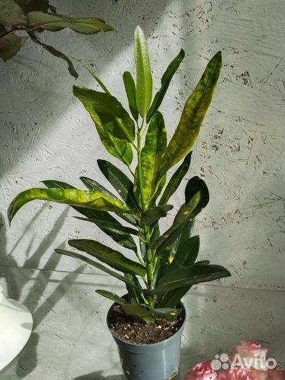 Кротон, комнатные растения