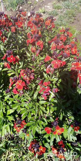 Рассада цветов и овощей