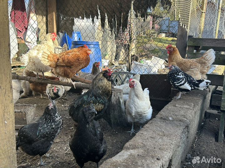 Инкубационное яйцо карликовых и обычных кур