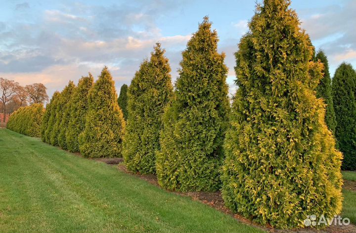 Туя 2м