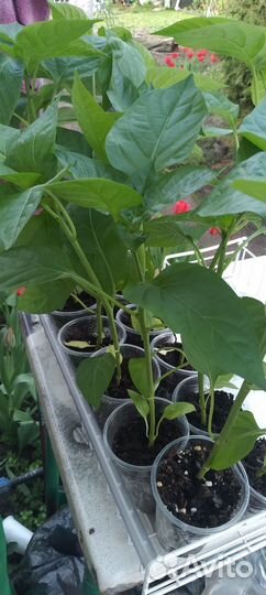 Рассада томатов, баклажанов, перцев