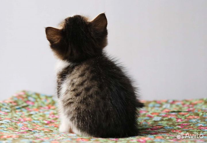 Котёнок ищет дом