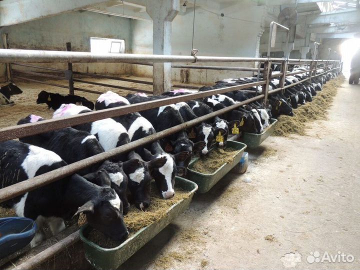 Оператор по уходу за животными