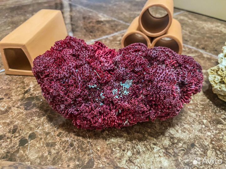 Кораллы и декорации