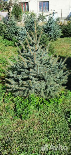 Ель голубая