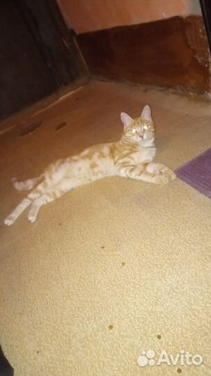 Котик в дар
