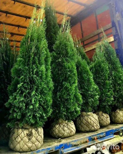 Туя Смарагд оптом
