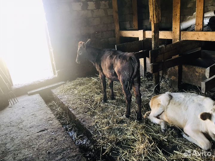 Бык и две телки