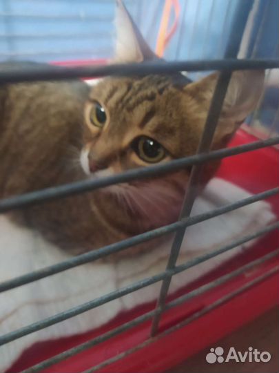 Отдам кота в добрые руки