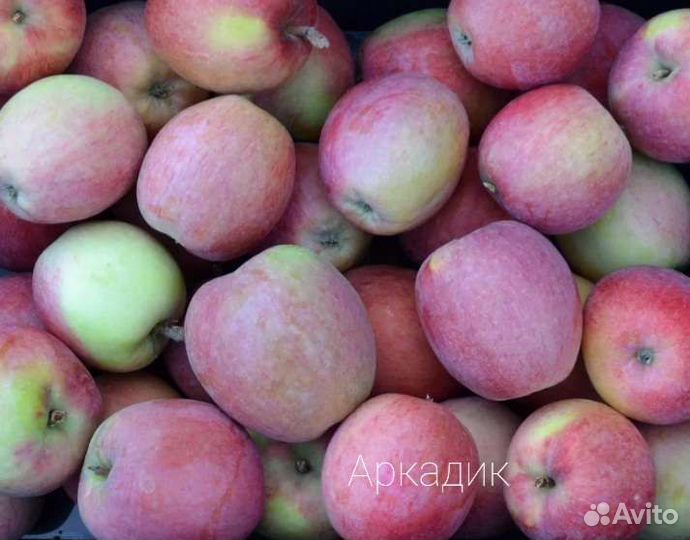 Саженцы яблони зкс