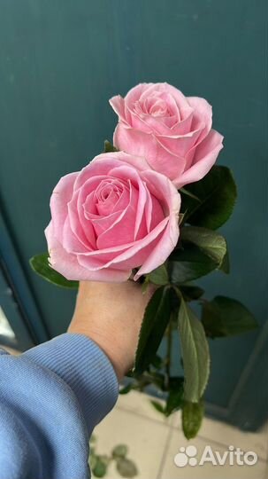 Розы цветы доставка 24 7