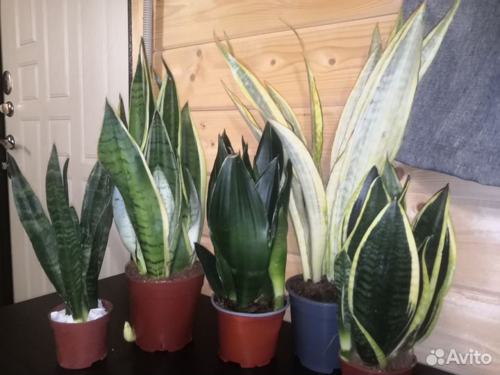 Сансиверия snow white