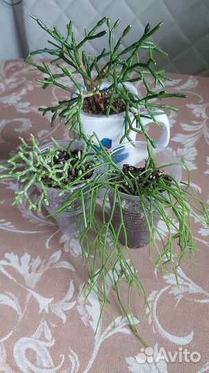 Набор их 2 видов рипсалиса и хатиоры