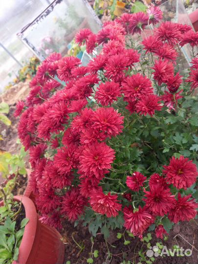 Хризантемы мультифлора