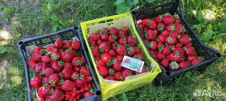 Рассада клубники Азия