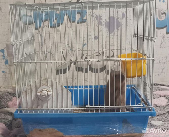 Мышь песчанка