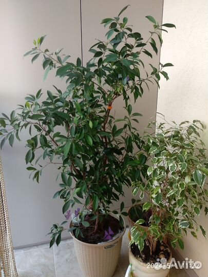 Бенджамина