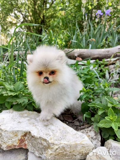 Померанские шпицы мини и микро