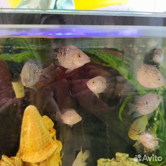 Рыба бриллиантовая цихлазома баллон