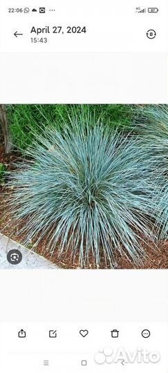 Овсянница сизая, форзиция