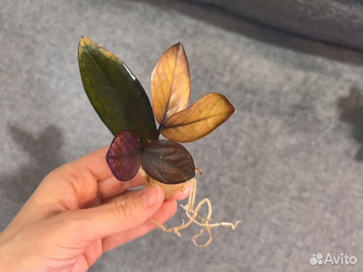 Замиокулькас Пинк Блэк (химерный сорт)