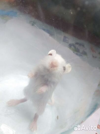 Песчанки монгольские