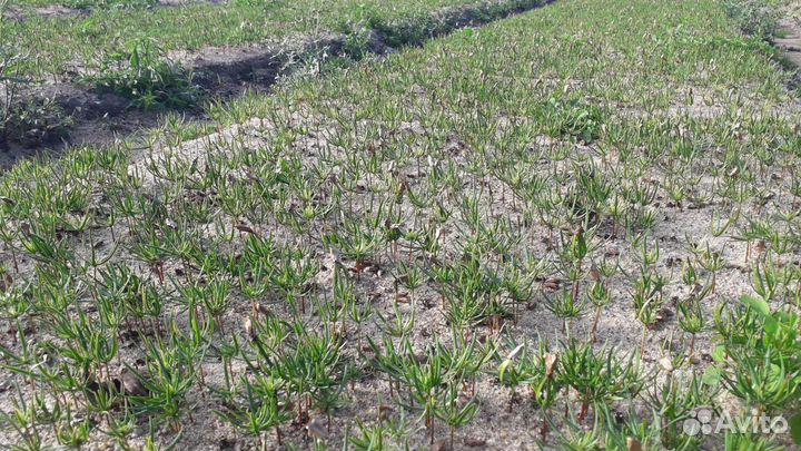 Семена пихты нордмана (кавказской)