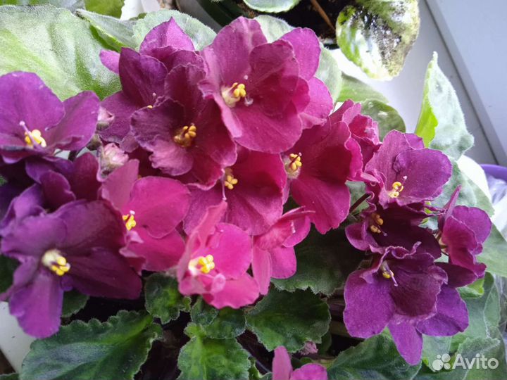 Фиалка в горшках