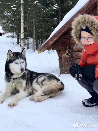 Хаски-упряжки + посещение водопада Кивач