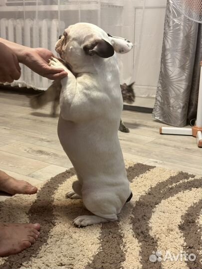 Французский бульдог кабель вязка