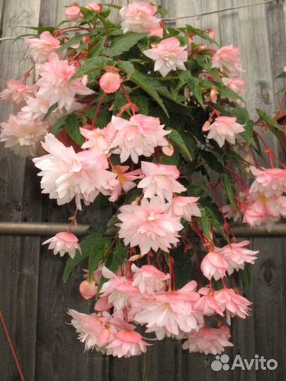 Бегонии ампельные, Беллеконии